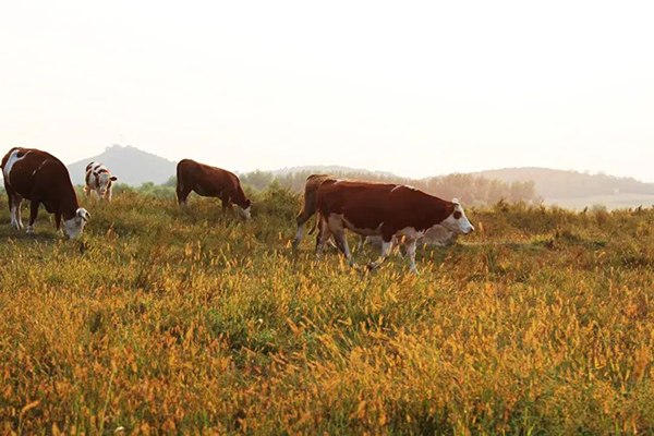 BETWAY������(����ķ��)�ٷ���վ-West Ham United